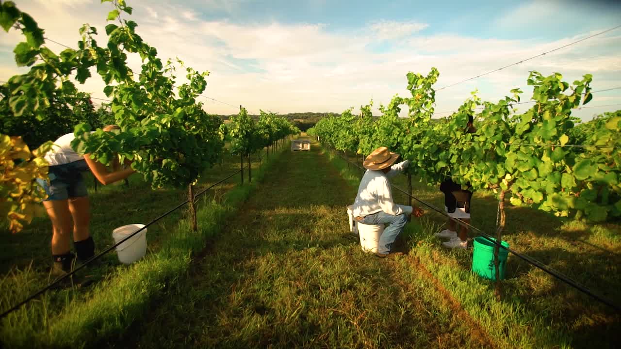 Farmers harvesting wine grapes off vines under blue sky in slow motion