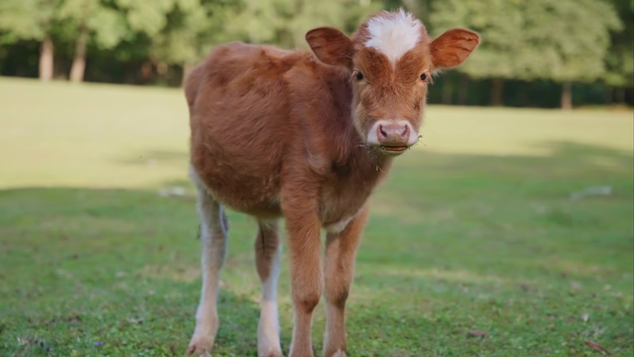 Anak sapi liar melihat ke kamera