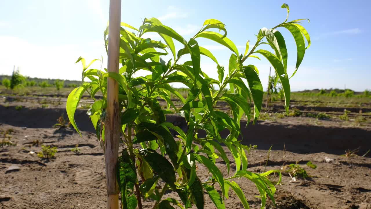 Peach sapling with swinging small green leaves
