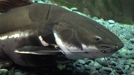 big redtail catfish lying on the bottom of the shallow sea water