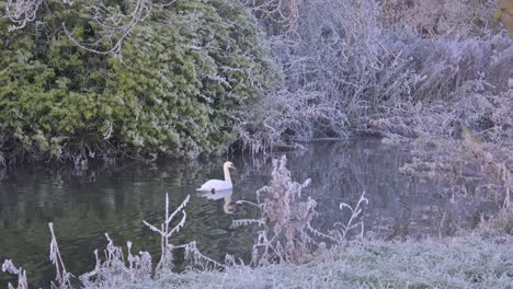cisne nadando a lo largo del río stour temprano en la mañana con escarcha