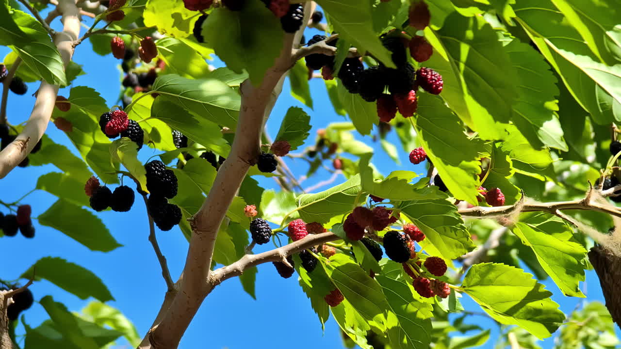 바람 에 흔들리는 익은 과일 을 가진 mulberry 나무