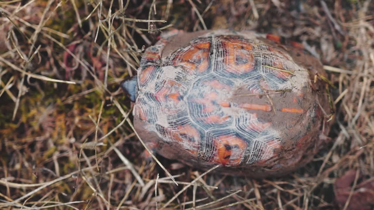 Top Down Overhead Push In Of Adult Box Turtle Shell