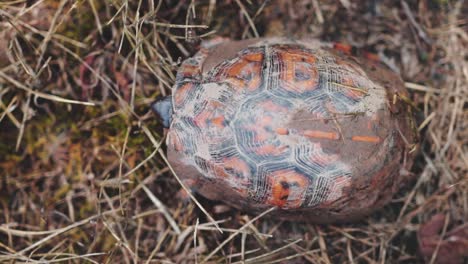 top down overhead push in of adult box turtle shell