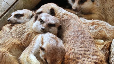 una manada de suricatos duerme la siesta y todos se acurrucan juntos