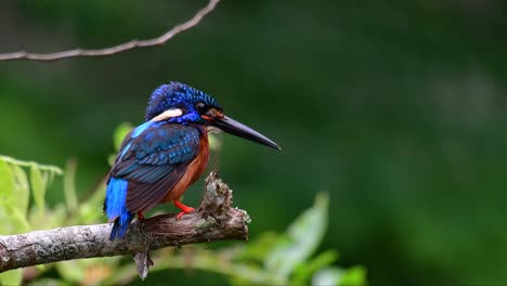 Der-Blauohrige-Eisvogel-Ist-Ein-Kleiner-Eisvogel,-Der-In-Thailand-Vorkommt-Und-Von-Vogelfotografen-Wegen-Seiner-Schönen-Blauen-Ohren-Gesucht-Wird,-Da-Er-Ein-Kleiner,-Niedlicher-Und-Flauschiger-Blaufederball-Eines-Vogels-Ist