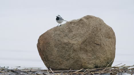 Lavandera-Blanca-Descansando-Y-Buscando-Comida-En-Piedra