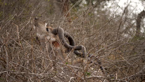 kudu foraging in dense thicket