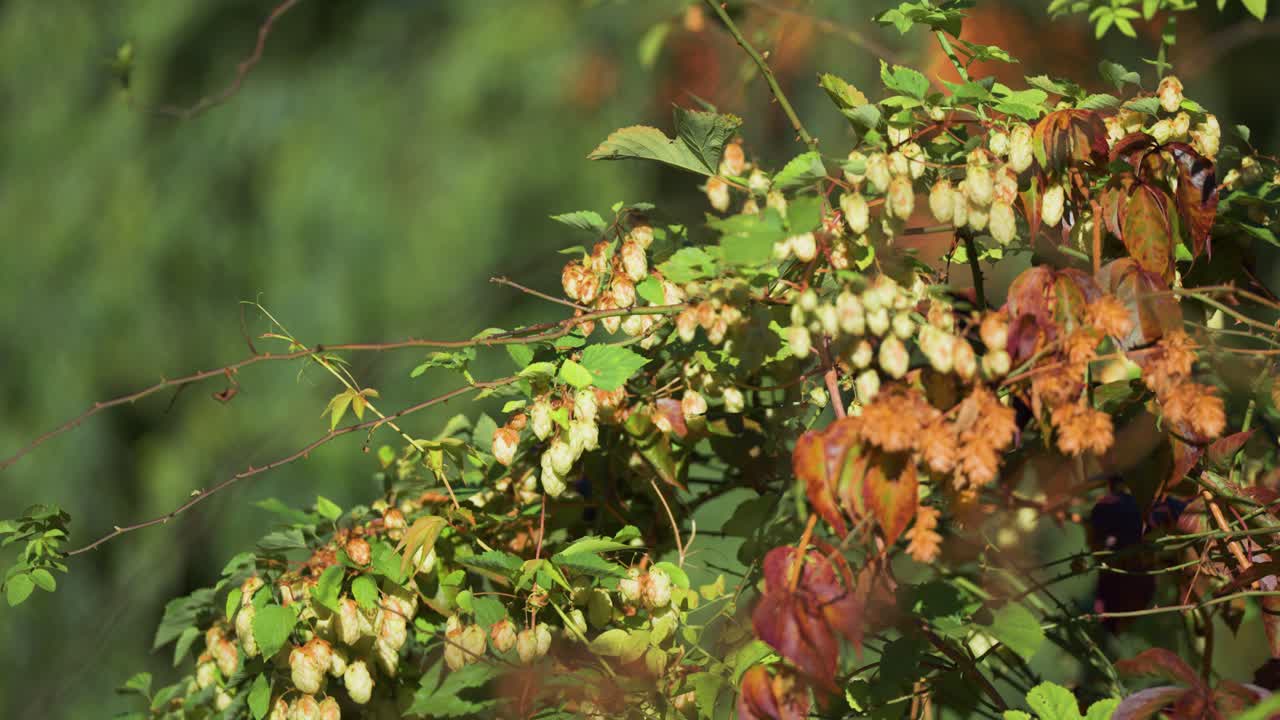 Close-up of hop vines with clusters of seed cones and leaves, illuminated by sunlight against a blurred background.