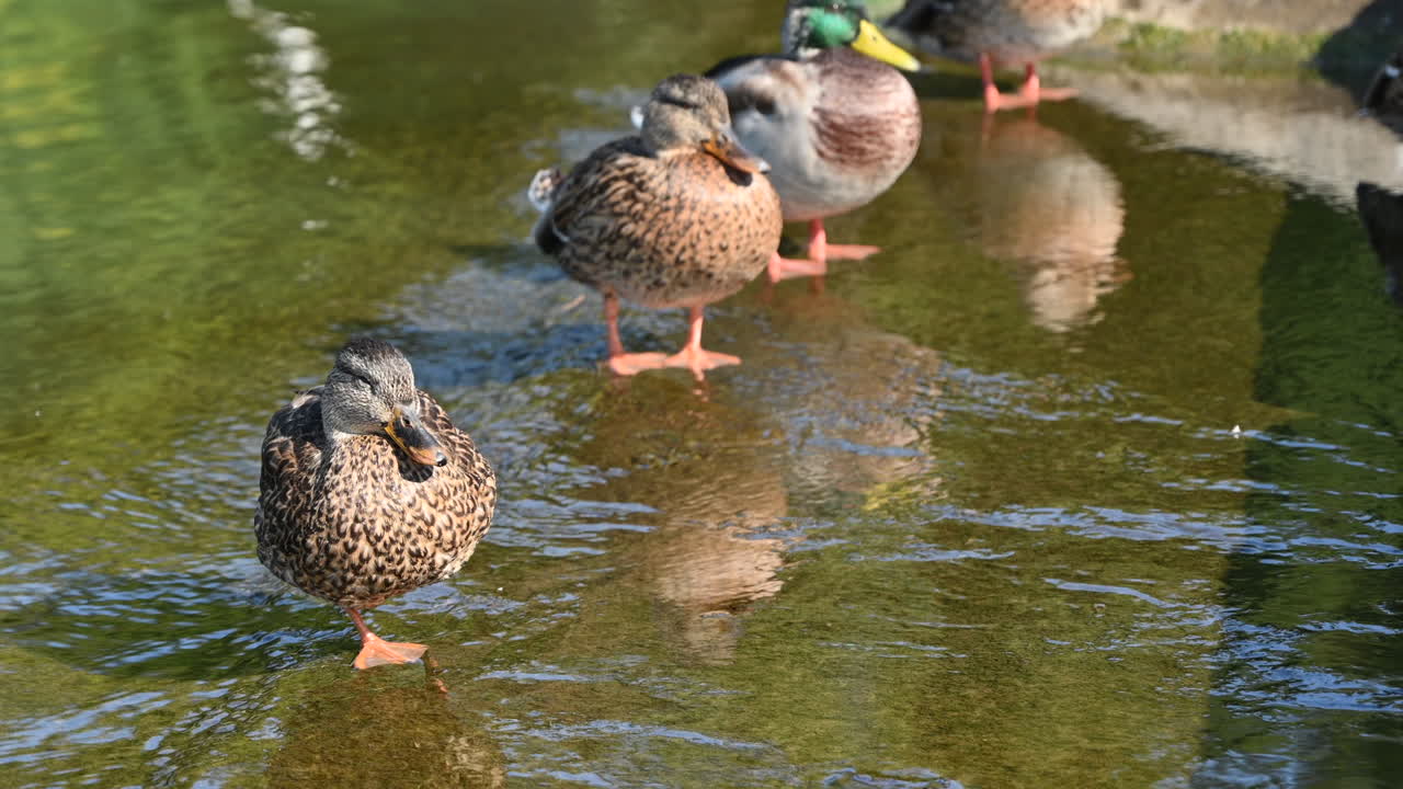 Wild ducks resting on a pond