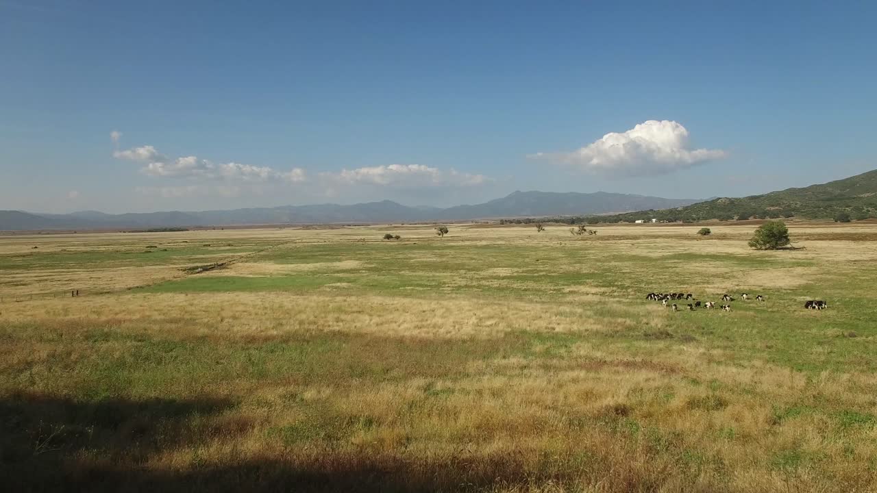 antena sobre vacas moviéndose a través de campos verdes 1