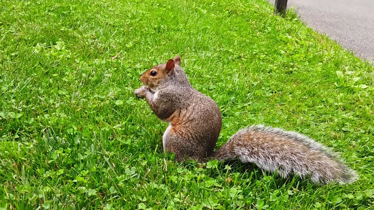 Brown squirrel eat a piece of walnut on the grass in the park