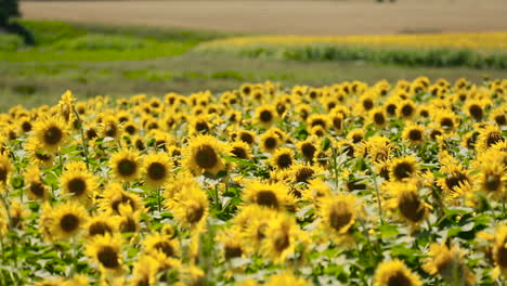 Bright Sunflower In Close-Up. Close up of sunflower against a field
