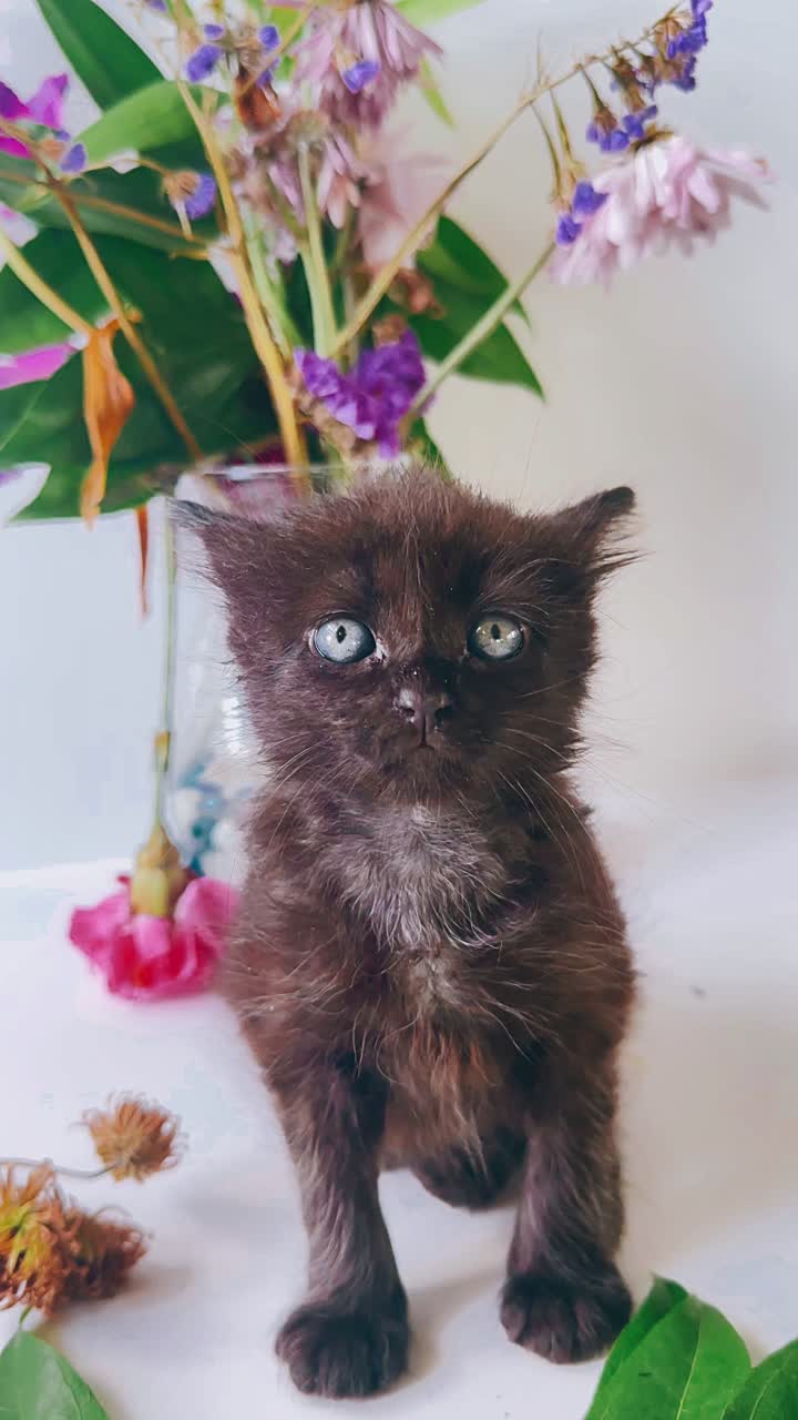 Gattino nero carino con fiori