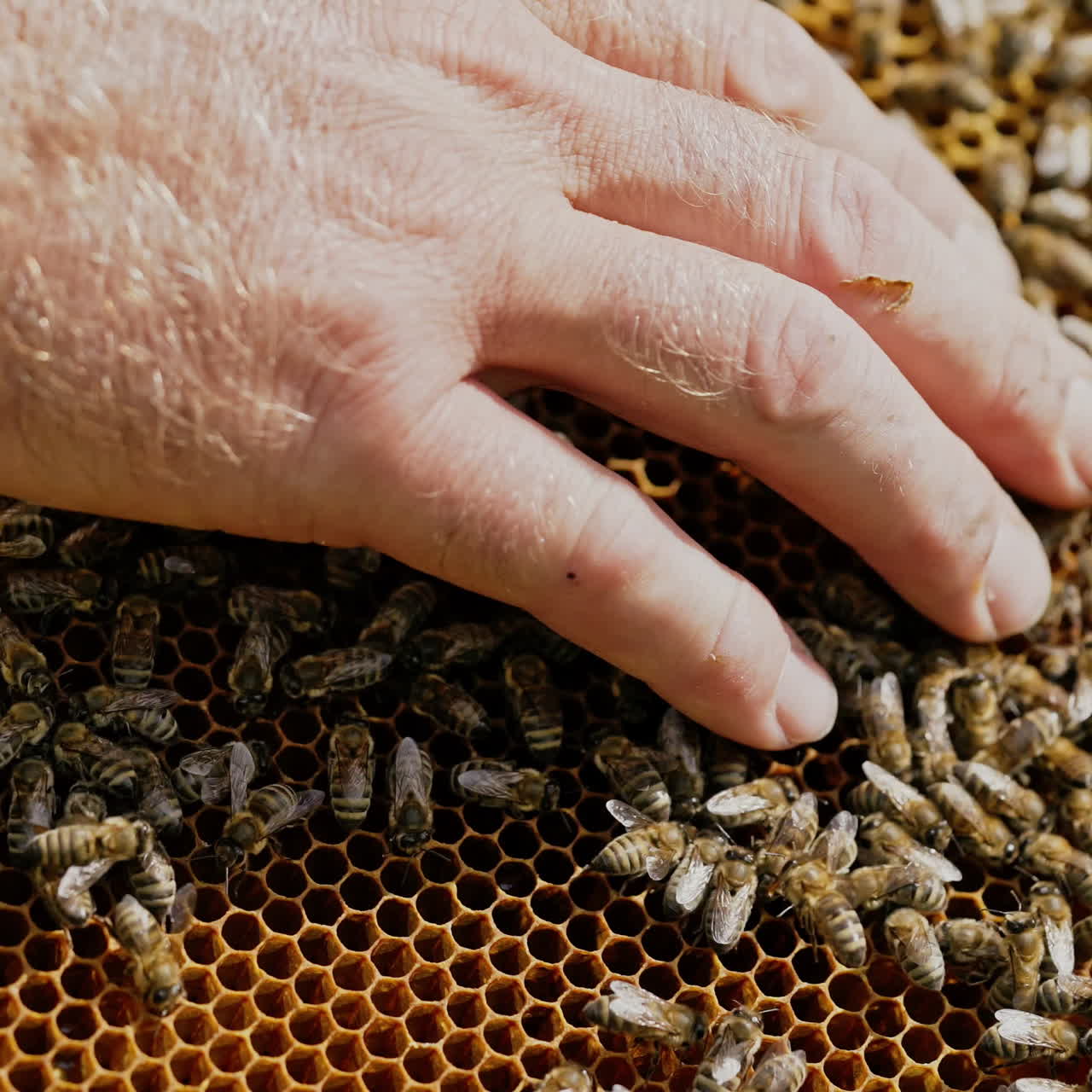 Hands of man shows a wooden frame with honeycombs. Frames of a bee hive. Beekeeper on apiary.