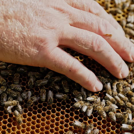 hands of man shows a wooden frame with honeycombs. frames of a bee hive. beekeeper on apiary.