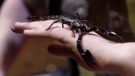 scorpion on a hand