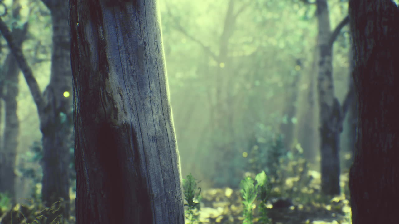조용한 숲의 풍경에서 나무를 통해 는 빛