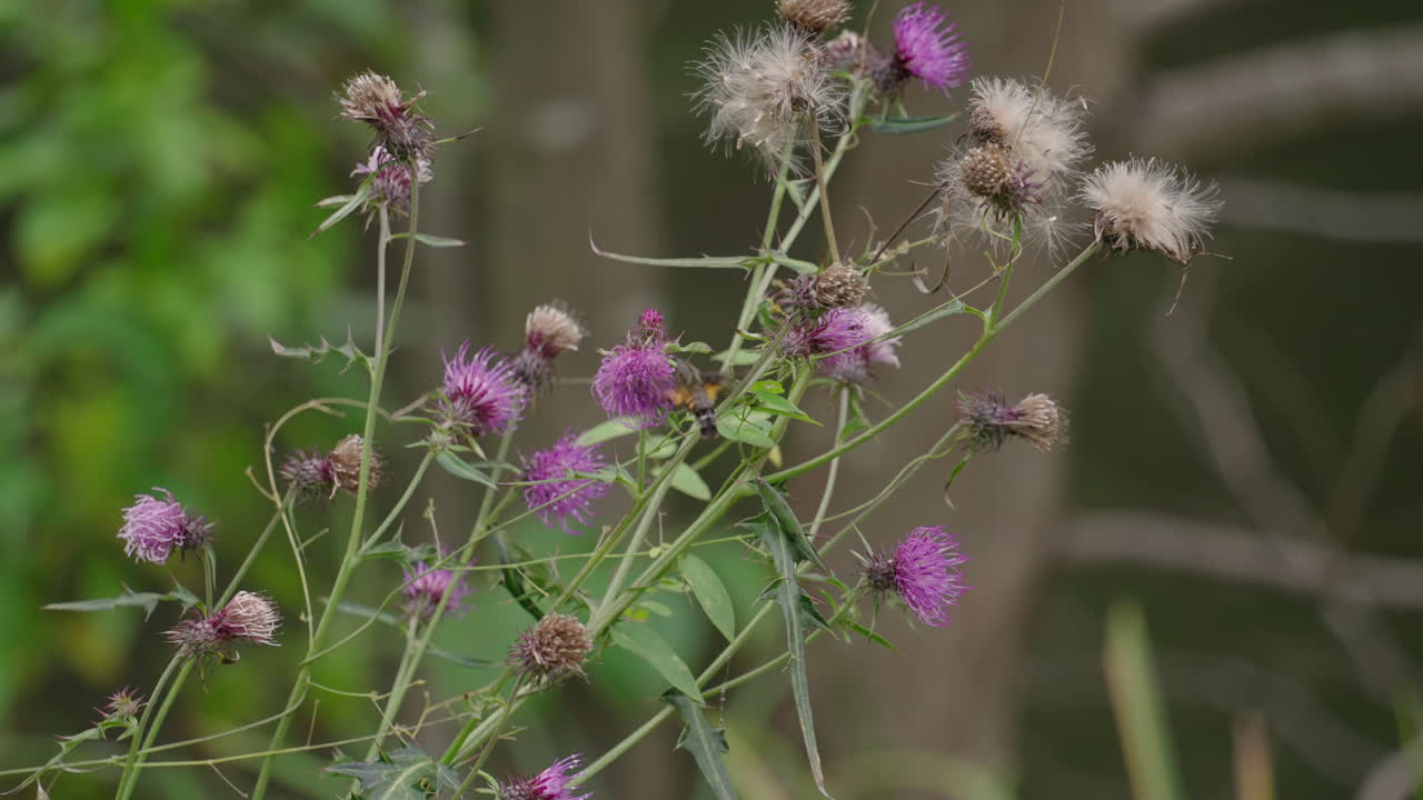 colibrí de punto quemado hawkmoth recolectando néctar de la flor de cardo en otoño - enfoque selectivo