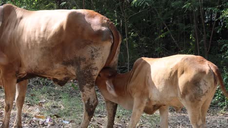 calf feeding from mother in natural setting