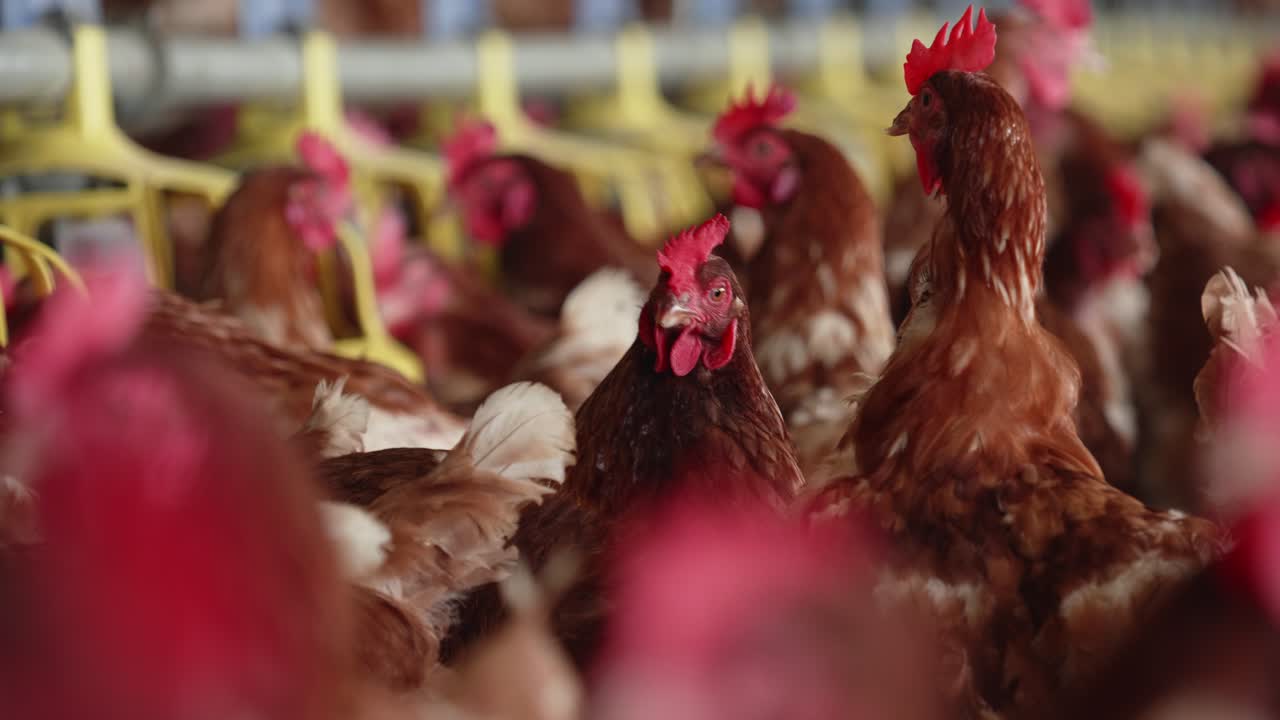 Brown Feathered Chickens Waiting To Eat Out Of Feeding Pen At Poultry Farm. Low Angle