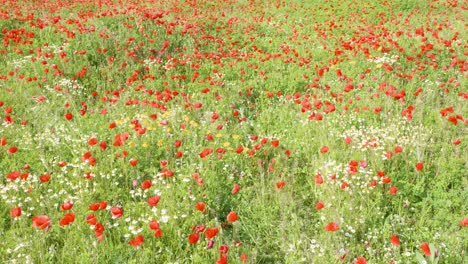paisaje con bonita puesta de sol sobre el campo de amapolas y otras flores silvestres