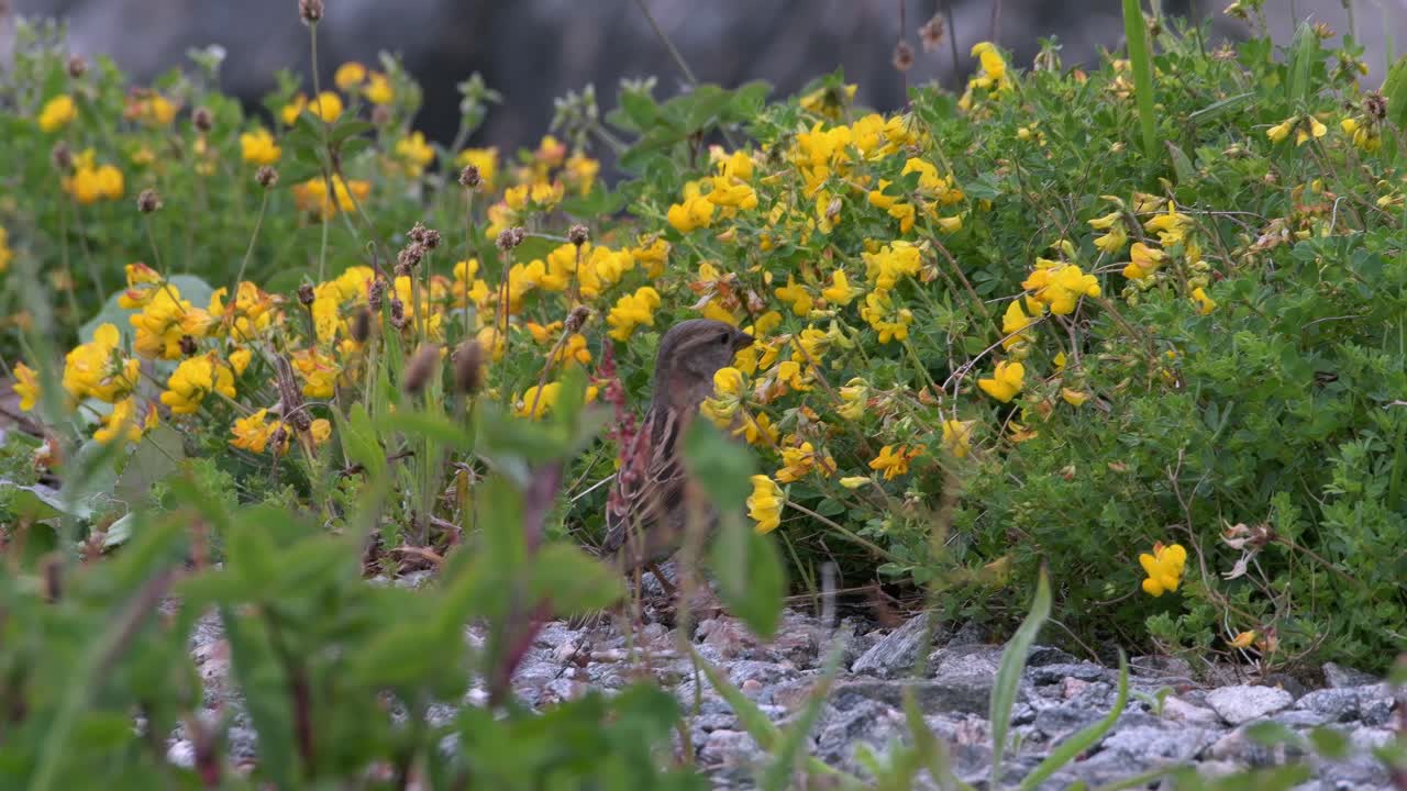 Bird - Eurasian Tree Sparrow ( Passer montanus ) sits in flowers