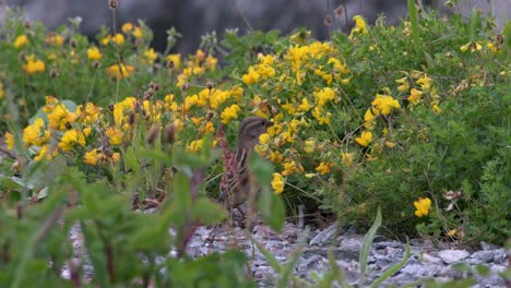 Bird - Eurasian Tree Sparrow ( Passer montanus ) sits in flowers