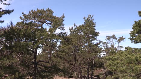 Toma-Panorámica-Del-Bosque-De-Coníferas-En-Finlandia