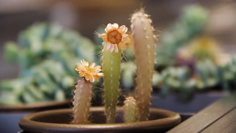 focus revealing small cactus flower in a vase