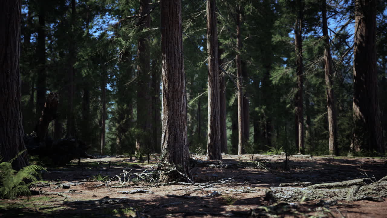 Luce dell'alba tra le sequoie di Mariposa Grove