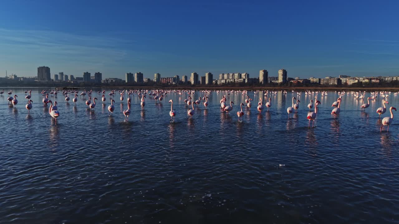 Flamingos gather in water near city buildings on a clear day