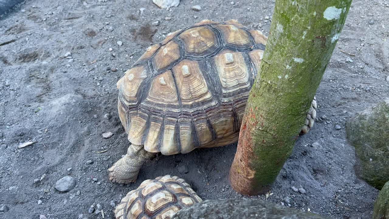Walking sulcata turtle on the sand ground