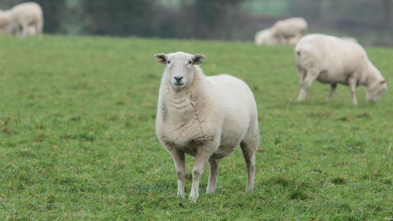 Pecora in un campo erboso. Staffordshire. Inverno. Regno Unito.