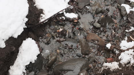 Overhead-shot-of-snowmelt-carving-a-path,-running-into-a-rocky-streambed