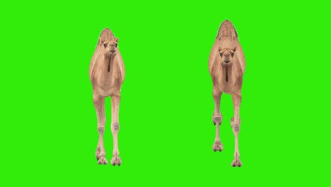 cg camel cyclical walking and run on green screen