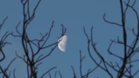 moon rotation visible in the night sky through branches