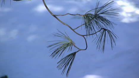 Close-up-of-pine-tree-branch-with-snowy-background