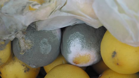 moldy lemons