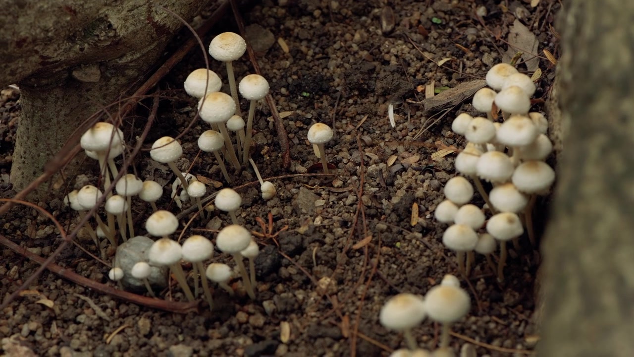 Agrupamento de pequenos cogumelos brancos selvagens crescendo em solo úmido e serapilheira florestal.
