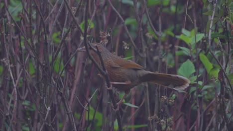 streaked laughingthrush birds in nepal