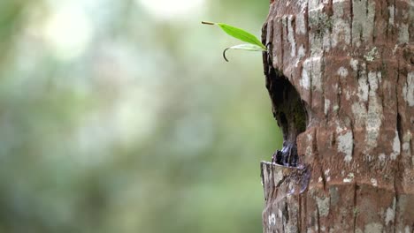 brown-throated-sunbird-is-fling-towards-a-coconut-tree