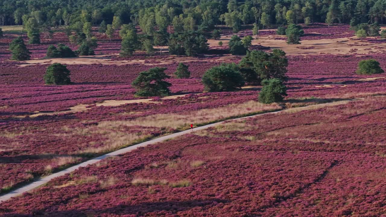 Landscape with heather field and path