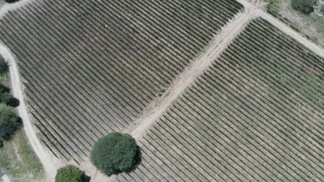 Antenne---Weinberg-In-Den-Anden,-Argentinien,-Weites-Absenken-über-Uns