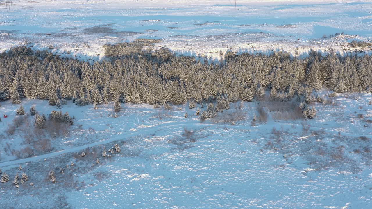 зимняя страна чудес с соснами в лучах заката, аэрофотосъемка
