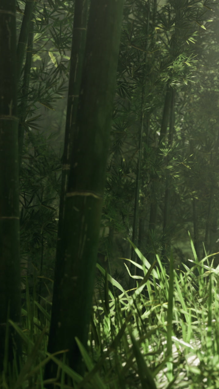 Bamboo forest with sunlight filtering through leaves at dawn