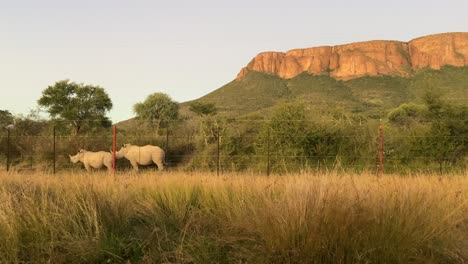 Par-De-Rinocerontes-Blancos-En-El-Parque-Nacional-Marakele