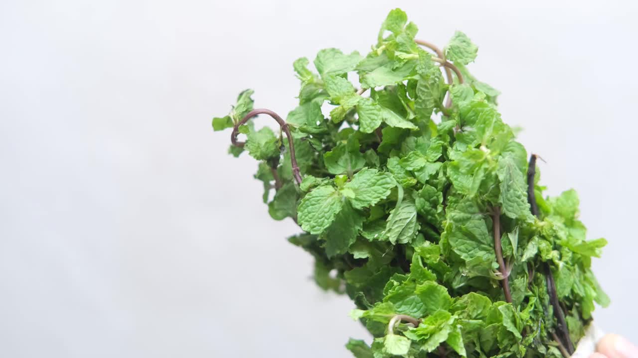 신선한 민트 어리