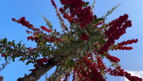 Maravillosa-Vista-Del-Cielo-Bajo-El-Agracejo-En-El-Jardín-Las-Frutas-Rojas-Maduras-En-La-Temporada-De-Cosecha-La-Fuente-De-Vitamina-Es-Una-Fruta-Deliciosa-Y-Saludable-Con-Un-Sabor-Amargo-Y-ácido-En-Otoño-En-Irán,-Al-Sol,-Fruta-Seca-Y-Sabrosa