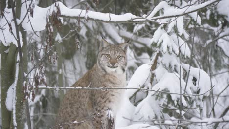 eurasian lynx slowly browsing winter cold forest with menacing stare - long medium shot